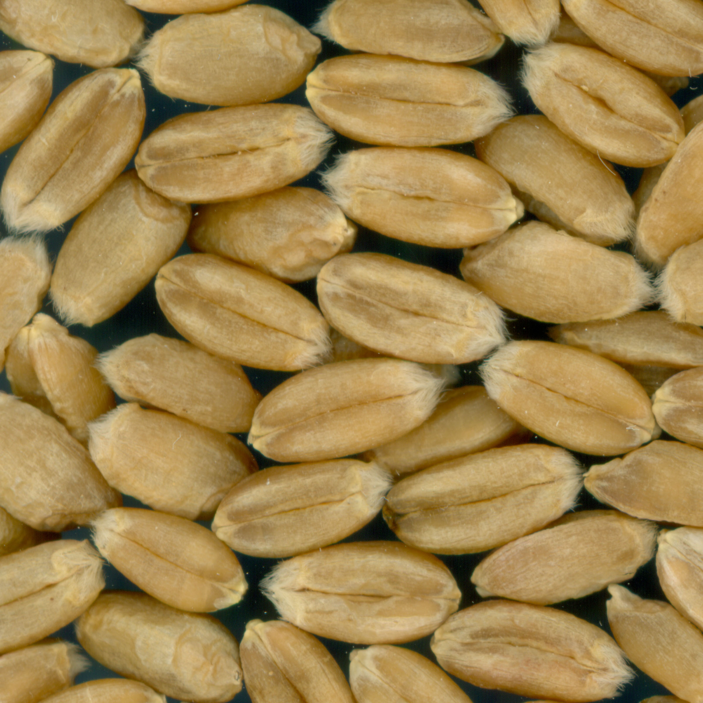 KERNELS